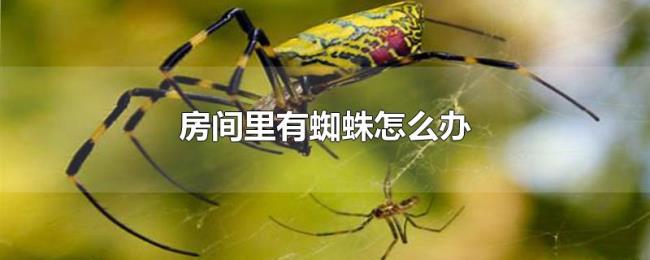 房间里有蜘蛛怎么办 房间里有蜘蛛怎么办