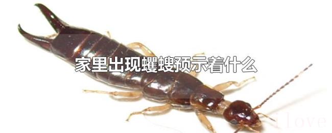家里出现蠼螋预示着什么 家里出现蠼螋预示着什么