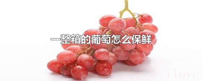 一整箱的葡萄怎么保鲜