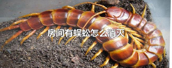 房间有蜈蚣怎么消灭 房间有蜈蚣怎么消灭