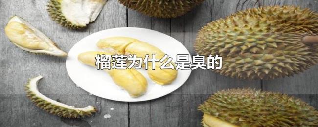 榴莲为什么是臭的 榴莲为什么是臭的