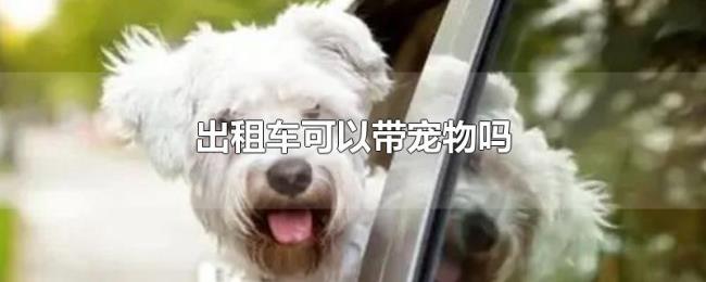 出租车可以带宠物吗 出租车可以带宠物吗