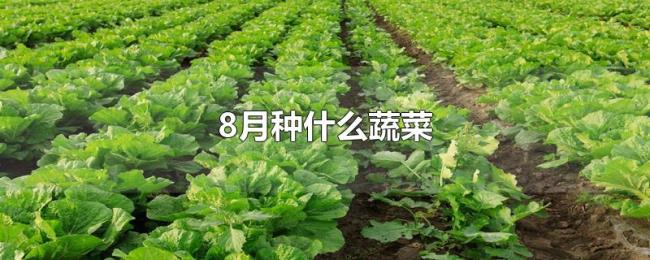 8月种什么蔬菜 8月种什么蔬菜