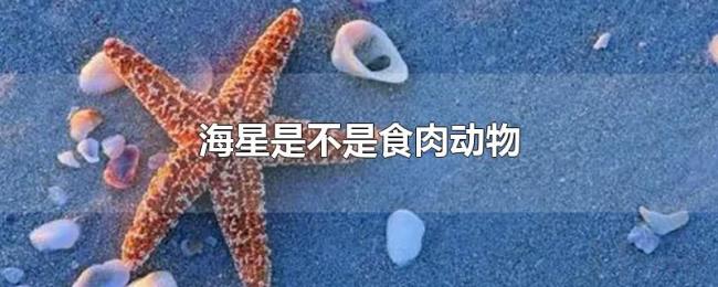 海星是不是食肉动物 海星是不是食肉动物