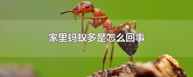 家里蚂蚁多是怎么回事 家里蚂蚁多是怎么回事