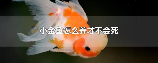 小金鱼怎么养才不会死 小金鱼怎么养才不会死