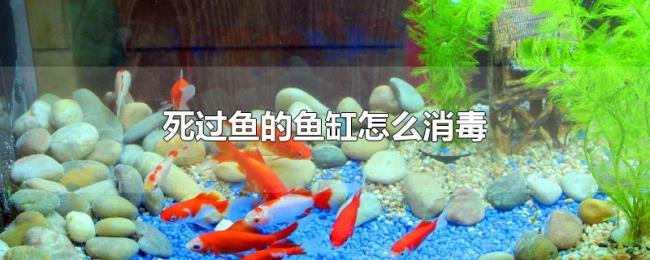 死过鱼的鱼缸怎么消毒