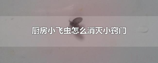 厨房小飞虫怎么消灭小窍门 厨房小飞虫怎么消灭小窍门