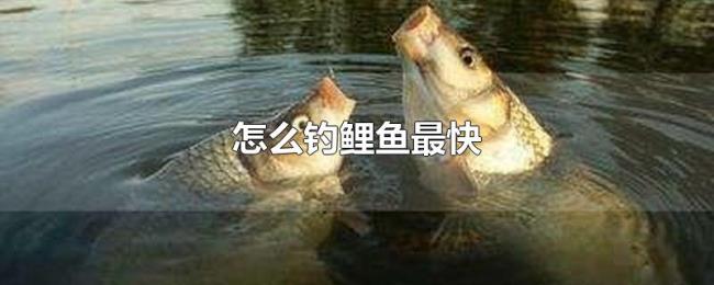 怎么钓鲤鱼最快