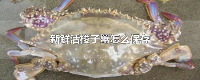 新鲜活梭子蟹怎么保存 新鲜活梭子蟹怎么保存