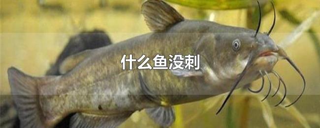 什么鱼没刺 什么鱼没刺