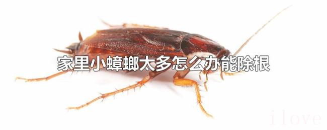 家里小蟑螂太多怎么办能除根