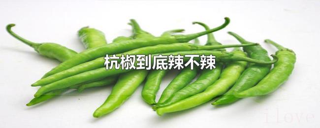 杭椒到底辣不辣
