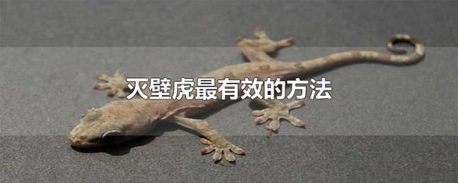 灭壁虎最有效的方法 灭壁虎最有效的方法