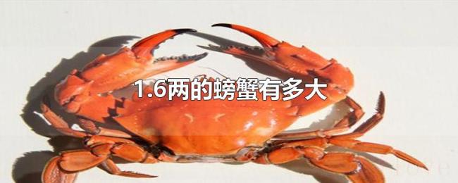 1.6两的螃蟹有多大 1.6两的螃蟹有多大
