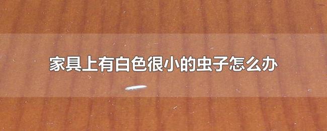 家具上有白色很小的虫子怎么办 家具上有白色很小的虫子怎么办