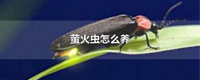 萤火虫怎么养