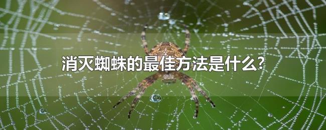 消灭蜘蛛的最佳方法是什么? 消灭蜘蛛的最佳方法是什么?