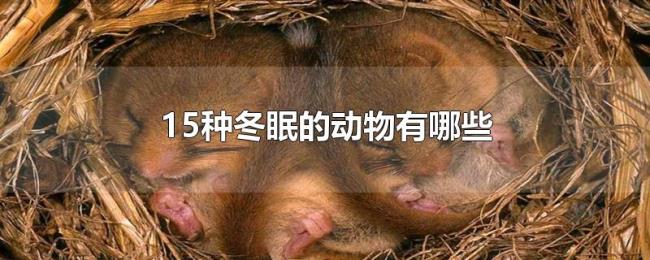 15种冬眠的动物有哪些 15种冬眠的动物有哪些