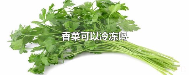 香菜可以冷冻吗 香菜可以冷冻吗