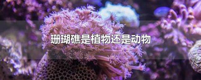 珊瑚礁是植物还是动物
