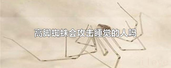 高脚蜘蛛会攻击睡觉的人吗 高脚蜘蛛会攻击睡觉的人吗