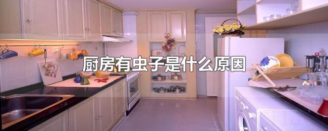 厨房有虫子是什么原因