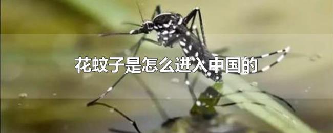 花蚊子是怎么进入中国的