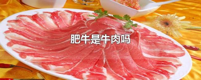 肥牛是牛肉吗