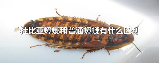 杜比亚蟑螂和普通蟑螂有什么区别