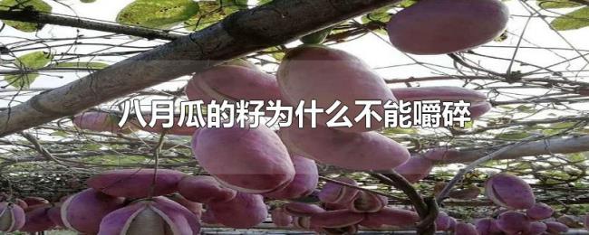 八月瓜的籽为什么不能嚼碎 八月瓜的籽为什么不能嚼碎