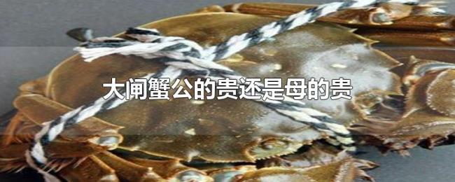 大闸蟹公的贵还是母的贵 大闸蟹公的贵还是母的贵