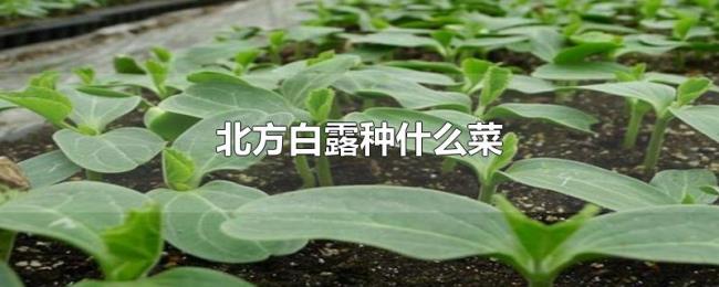 北方白露种什么菜