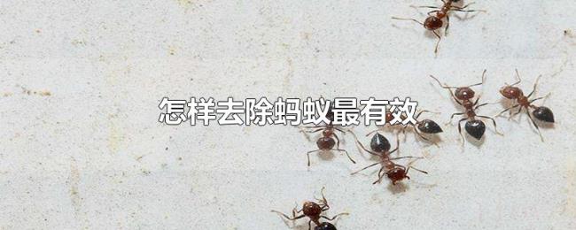 怎样去除蚂蚁最有效 怎样去除蚂蚁最有效