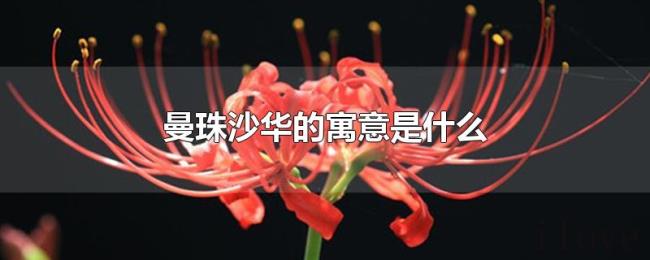 曼珠沙华的寓意是什么