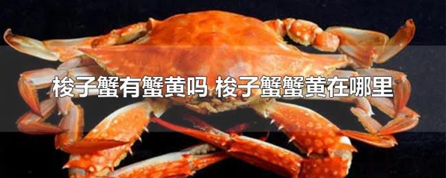 梭子蟹有蟹黄吗（梭子蟹蟹黄在哪里）
