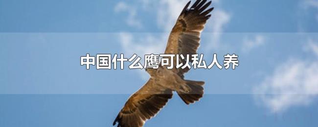 中国什么鹰可以私人养