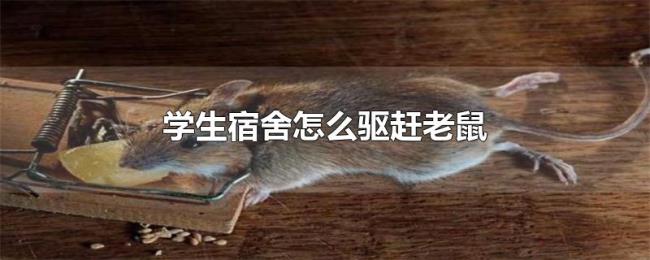 学生宿舍怎么驱赶老鼠