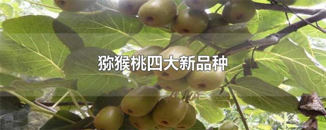 猕猴桃四大新品种