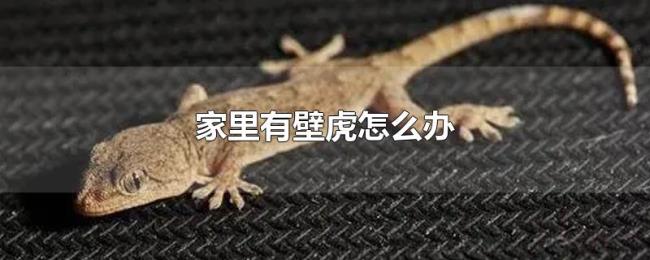 家里有壁虎怎么办