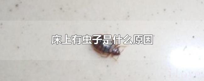 床上有虫子是什么原因