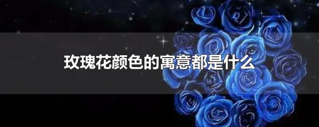 玫瑰花颜色的寓意都是什么