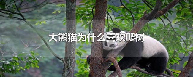 大熊猫为什么喜欢爬树