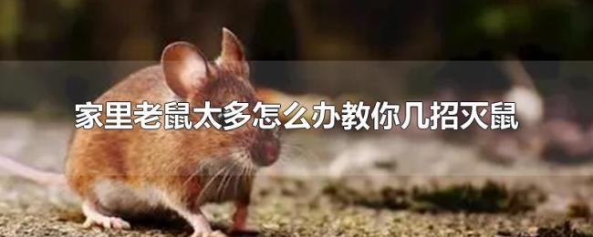 家里老鼠太多怎么办教你几招灭鼠 家里老鼠太多怎么办教你几招灭鼠
