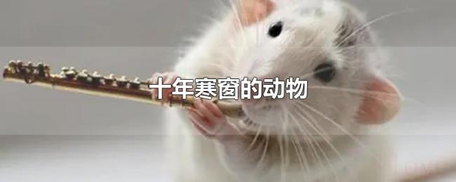 十年寒窗的动物