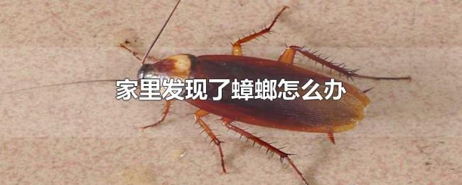 家里发现了蟑螂怎么办