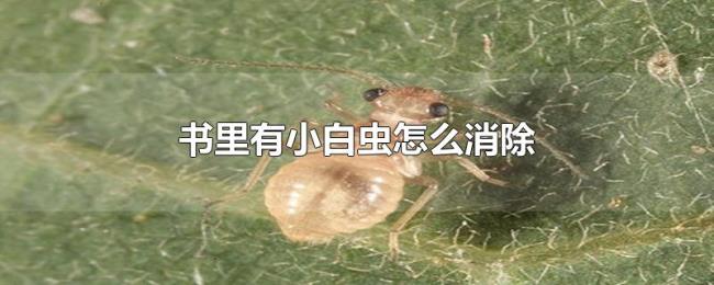书里有小白虫怎么消除 书里有小白虫怎么消除
