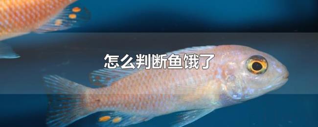 怎么判断鱼饿了