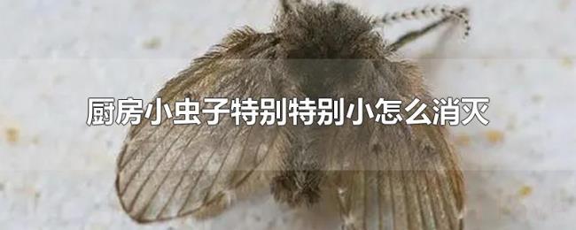 厨房小虫子特别特别小怎么消灭 厨房小虫子特别特别小怎么消灭