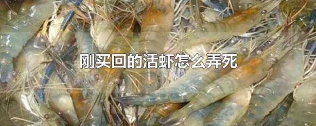 刚买回的活虾怎么弄死 刚买回的活虾怎么弄死
